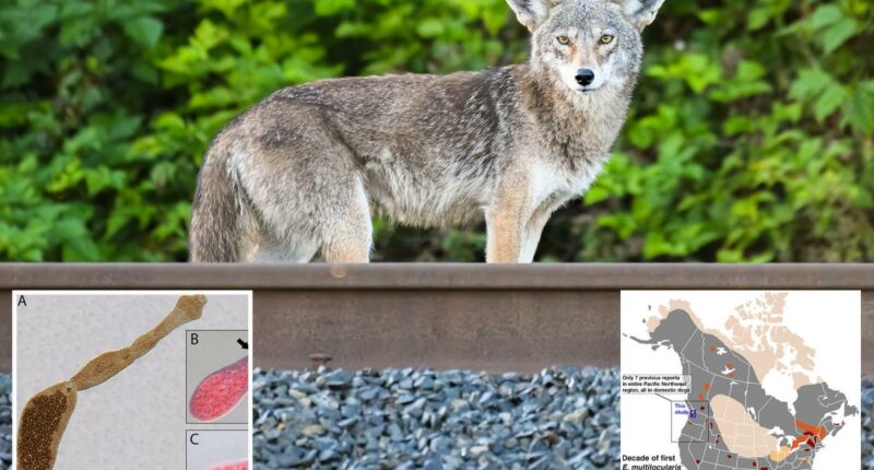 Deadly âfox tapewormâ linked to lethal disease detected in West Coast wildlife